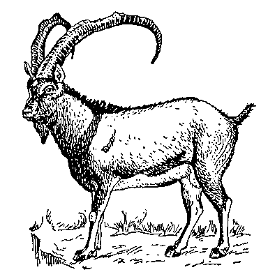 Безоаровый козёл