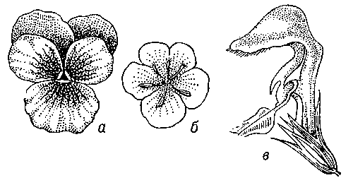 Зигоморфный цветок