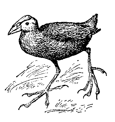 Султанская курица