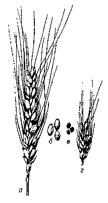 Пшеничная нематода. Рис. 2