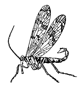 Скорпионовы мухи