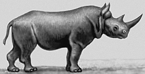 Носороги. Рис. 2