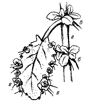 Живородящие растения. Рис. 3
