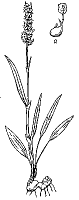Живородящие растения. Рис. 4