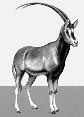 Саблерогая антилопа