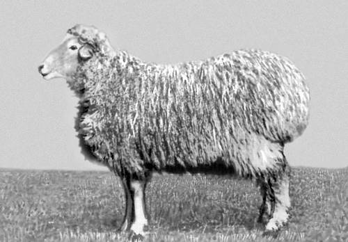 Дегересские овцы