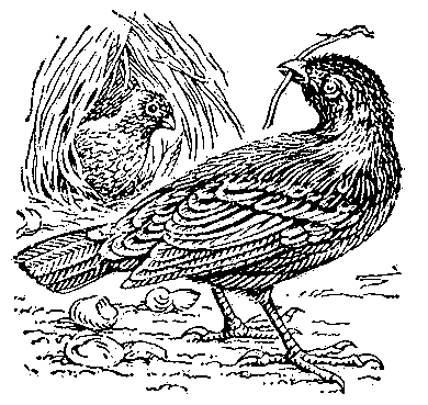 Беседковые птицы