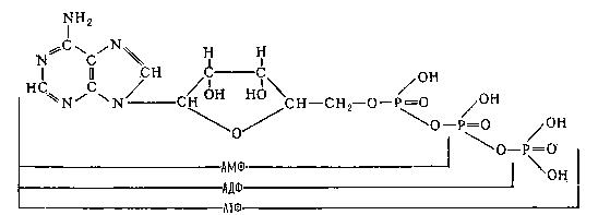 Аденозинфосфорные кислоты