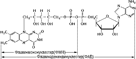 Флавинадениндинуклеотид. Рис. 2