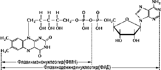 Флавинадениндинуклеотид