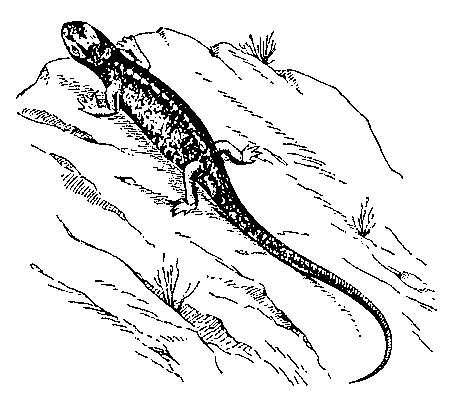 Очковая саламандра