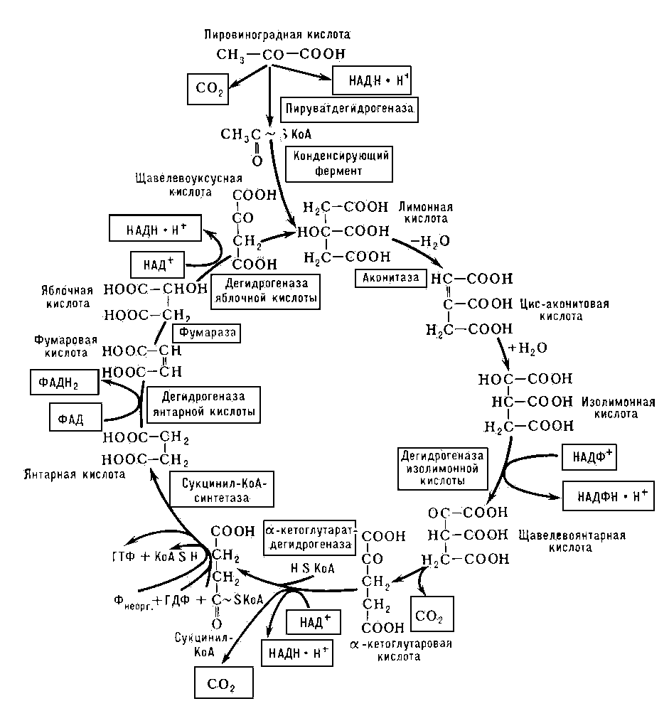Трикарбоновых кислот цикл
