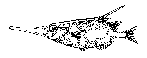 Бекас-рыба