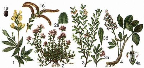 Лекарственные растения. Рис. 17