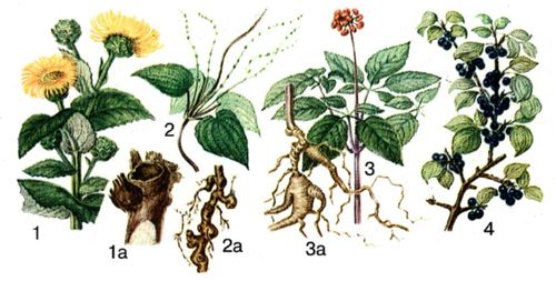 Лекарственные растения. Рис. 4