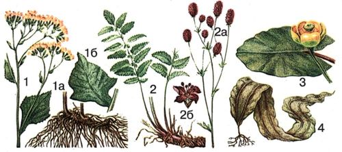 Лекарственные растения. Рис. 6
