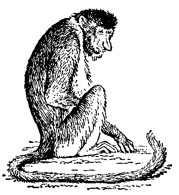 Носатые обезьяны