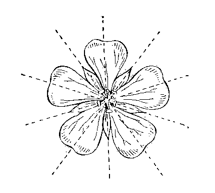 Актиноморфный цветок