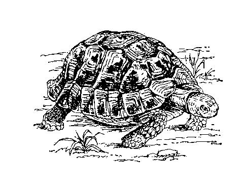 Наземные черепахи