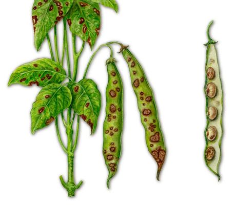 Грибные болезни растений. Рис. 2