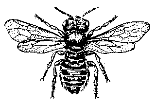 Пчёлы-листорезы