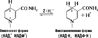 Никотинамидадениндинуклеотид. Рис. 2