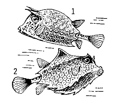 Кузовки