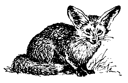 Ушастая лисица