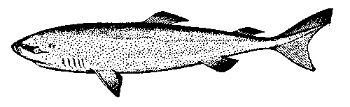 Полярная акула