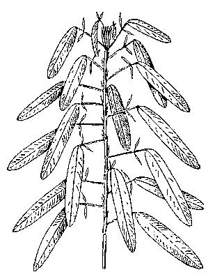 Телеграфное растение