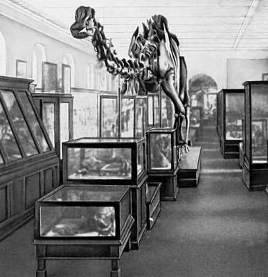 Палеонтологический институт