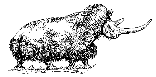 Волосатый носорог
