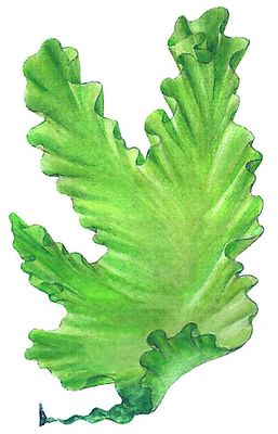 Зелёные водоросли. Рис. 3