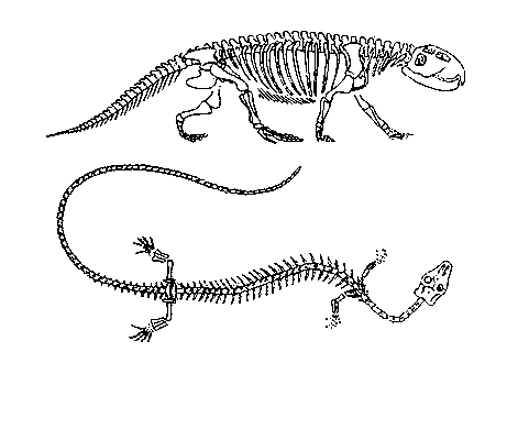 Лепидозавры