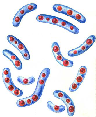 Бактерии. Рис. 7