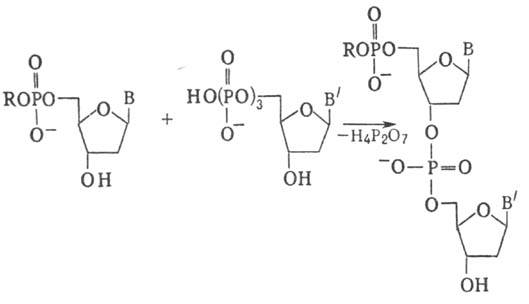 полидезоксирибонуклеотид-синтетазы