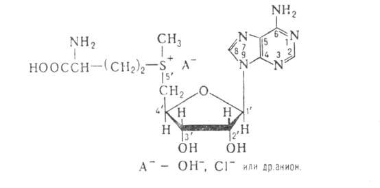 S-аденозилметионин. Рис. 3