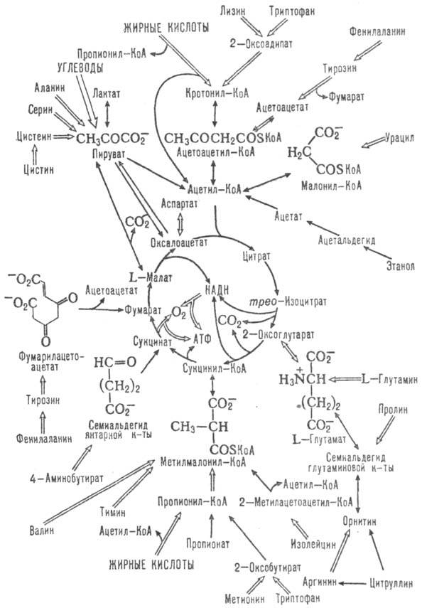 трикарбоновых кислот цикл. Рис. 2