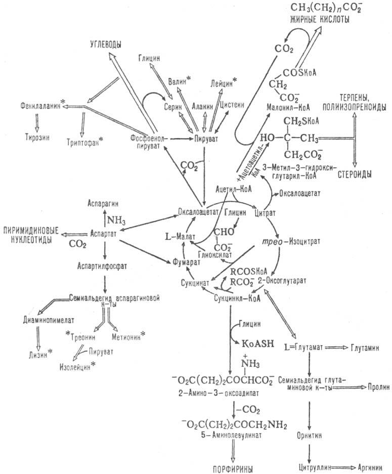трикарбоновых кислот цикл. Рис. 3