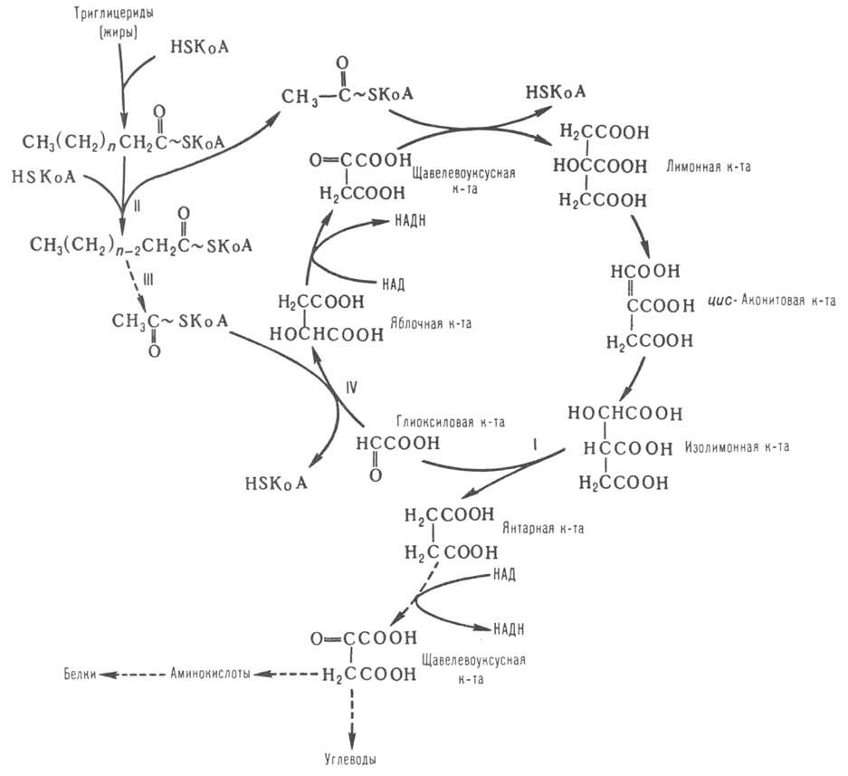 глиоксилатный цикл