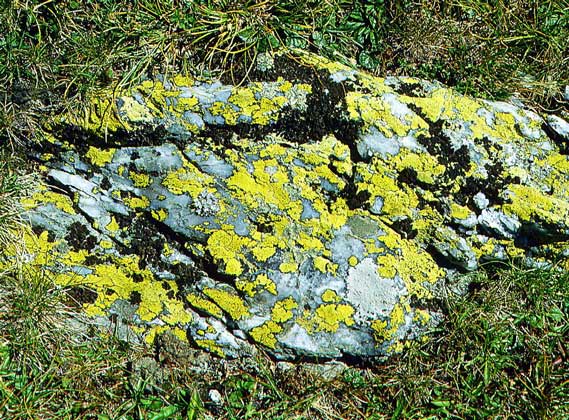 ЛИШАЙНИКИ