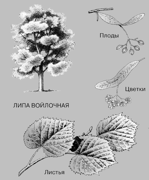 ЛИПА