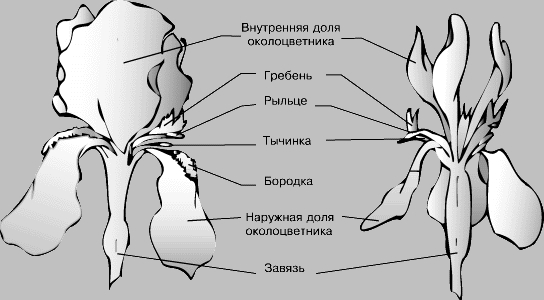 КАСАТИК. Рис. 2