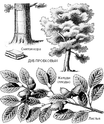 ДУБ