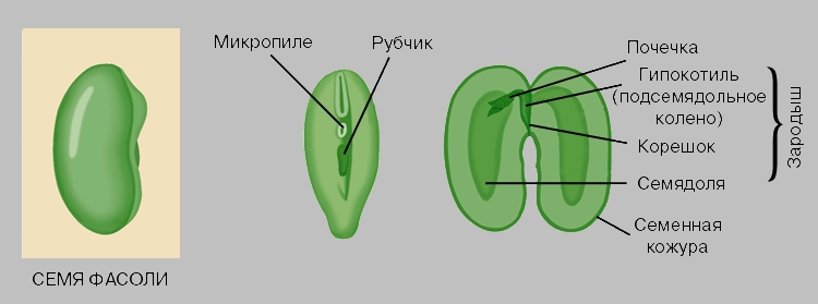 БОБОВЫЕ. Рис. 7