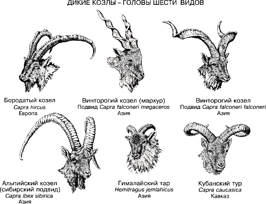 КОЗЛЫ