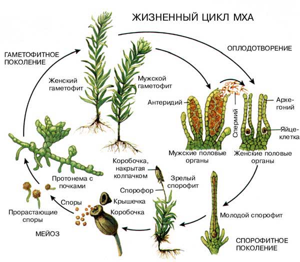 МХИ
