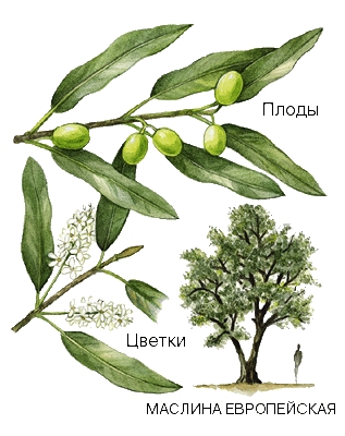 МАСЛИНА ЕВРОПЕЙСКАЯ