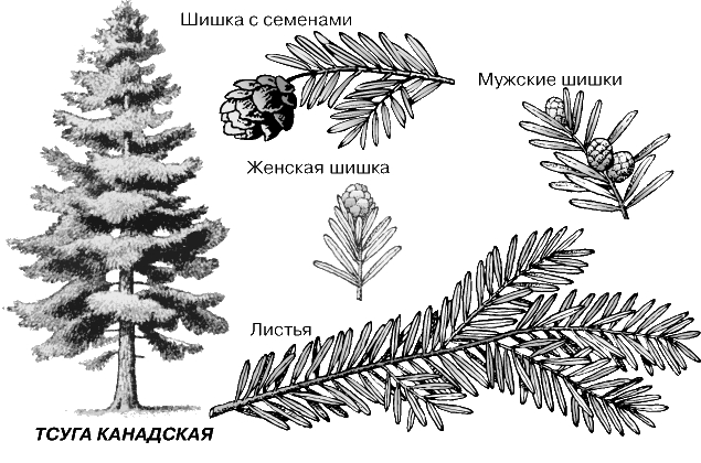 ТСУГА