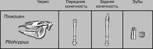 ЛОШАДЬ ДОМАШНЯЯ. Рис. 11